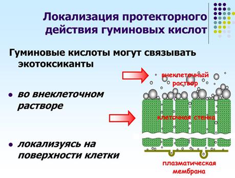 1.1 гуматы.jpg